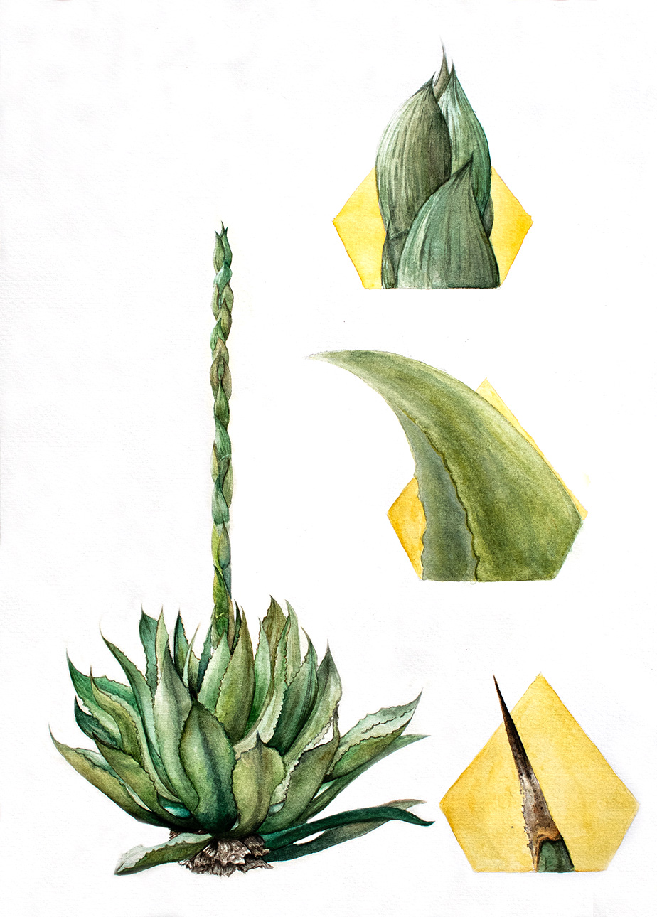 agave