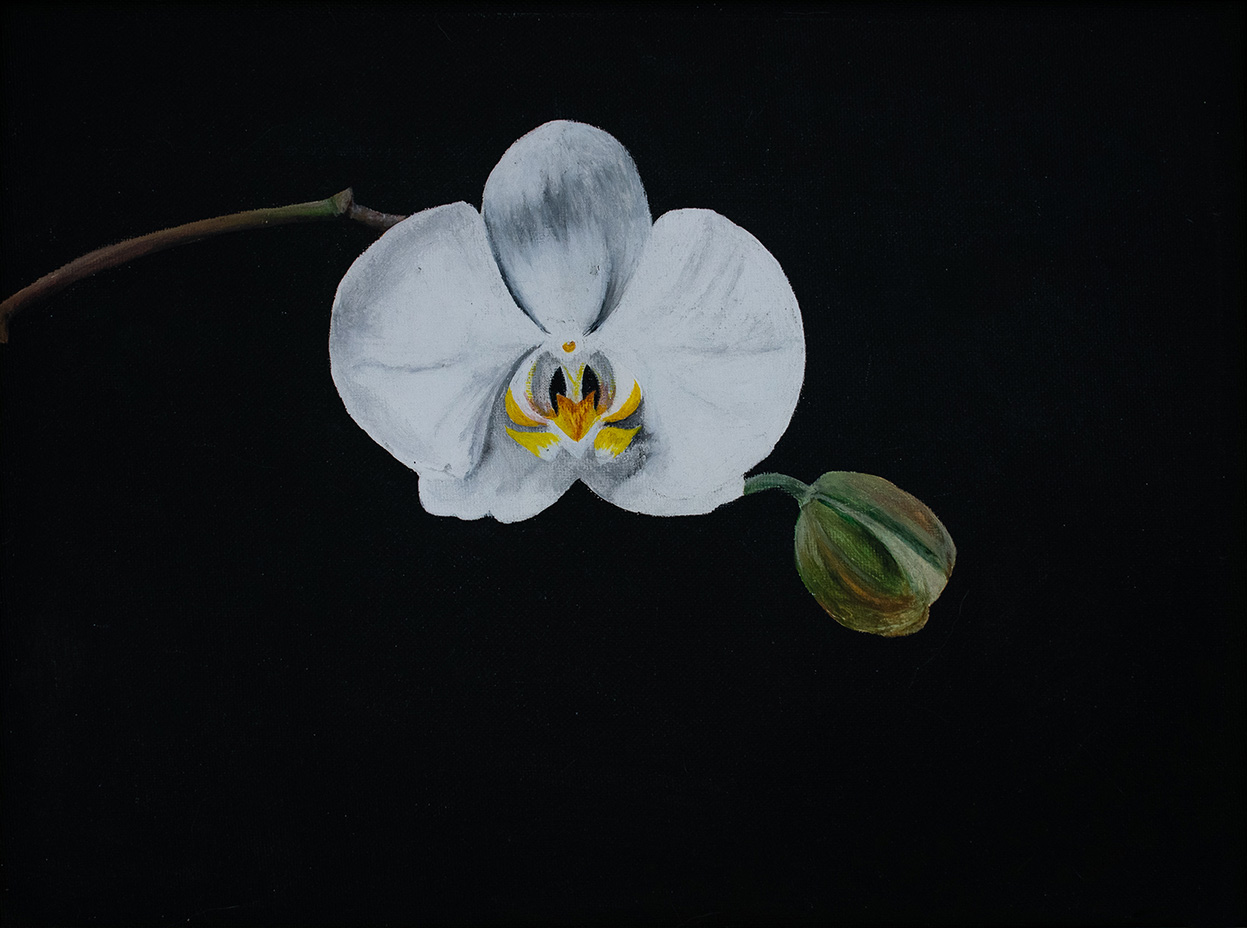 orquidea